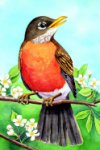 Robin Banner