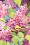 Lilacs and Finches Banner