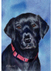 [Labrador Retriever Dog Banner]