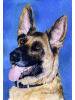 [German Shepherd Dog Banner]