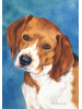 [Beagle Dog Banner]