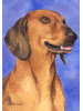 [Dachshund Dog Banner]