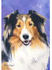 [Sheltie Dog Banner]