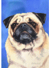 [Pug Dog Banner]