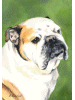 [Bulldog Dog Banner]