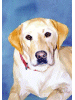 [Labrador Retriever Dog Banner]