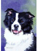 [Border Collie Dog Banner]