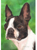 [Boston Terrier Dog Banner]