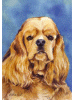 [Cocker Spaniel Dog Banner]
