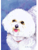 [Bichon Frise Dog Banner]