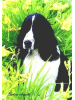 [dog flags]