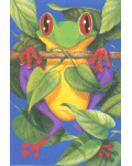 [Rain Forest Frog Banner]