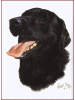 [Black Labrador Dog Banner]