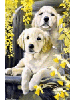 [Golden Retriever Pups Banner]