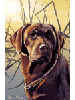 [Chocolate Lab Dog Banner]