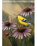 [Goldfinch & Coneflower Banner]