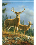 [Whitetail Deer Banner]