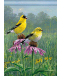 Goldfinch Meadow Banner
