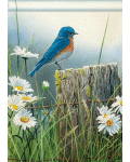 Morning Bluebird Banner