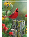 [Summer Cardinal Banner]