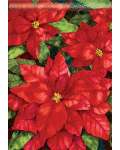 Red Poinsettia Banner