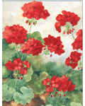 [Annie's Geraniums Banner]