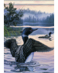 [Loon Family Banner]