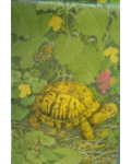 [Turtles Banner]