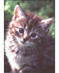 [Up Close Kitten Banner]