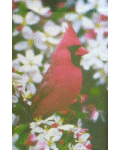 [Garden Cardinal Banner]