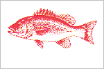 Red Snapper fisherman's catch flag