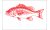 [Fisherman Catch flags]
