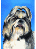 [Shih Tzu Dog Banner]