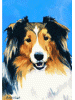 [Sheltie Sable Dog Banner]