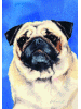 [Pug Dog Banner]