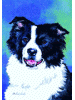 [Border Collie Dog Banner]