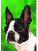 [Boston Terrier Dog Banner]