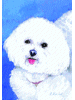 [Bichon Frise Dog Banner]