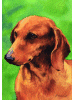 [Dachshund Red Dog Banner]