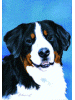 [Bernese Mountain Dog Banner]