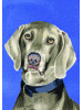 [Weimaraner Dog Banner]