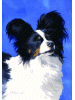 [Papillion Dog Banner]