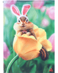 [Chipmunk In Tulip Banner]