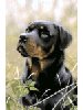 [Rottweiler Dog Banner]