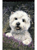 [Westie Dog Banner]