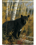 [Black Bear Banner]