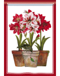 [Three Amaryllis Banner]