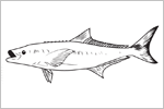 Cobia fisherman's catch flag