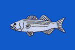 Striped Bass fisherman's catch flag