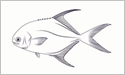 [Permit - Fisherman's Catch Flag]